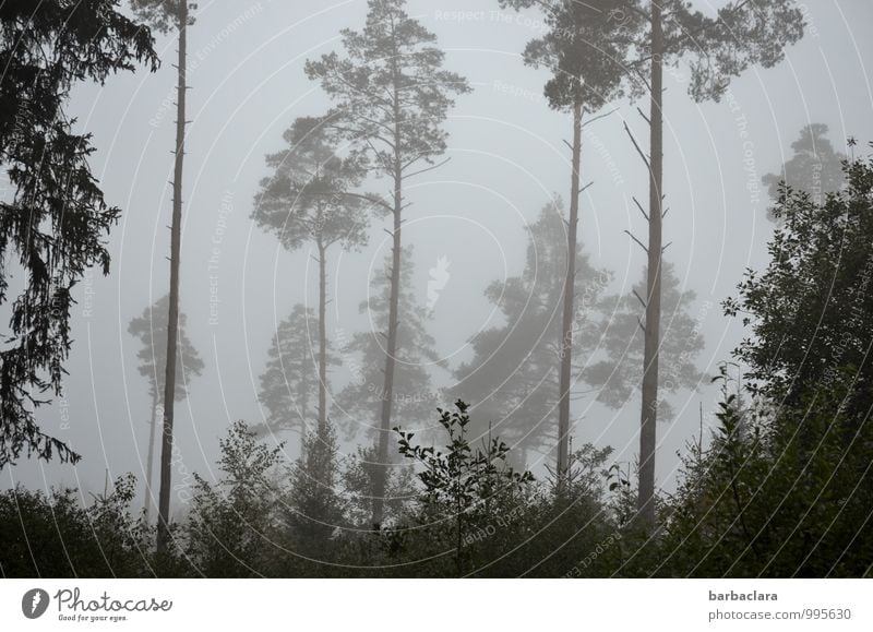 Grauwald Natur Landschaft Himmel Herbst Nebel Baum Sträucher Wald Linie hoch grau Stimmung Ende Hoffnung Klima Traurigkeit Vergänglichkeit Gedeckte Farben
