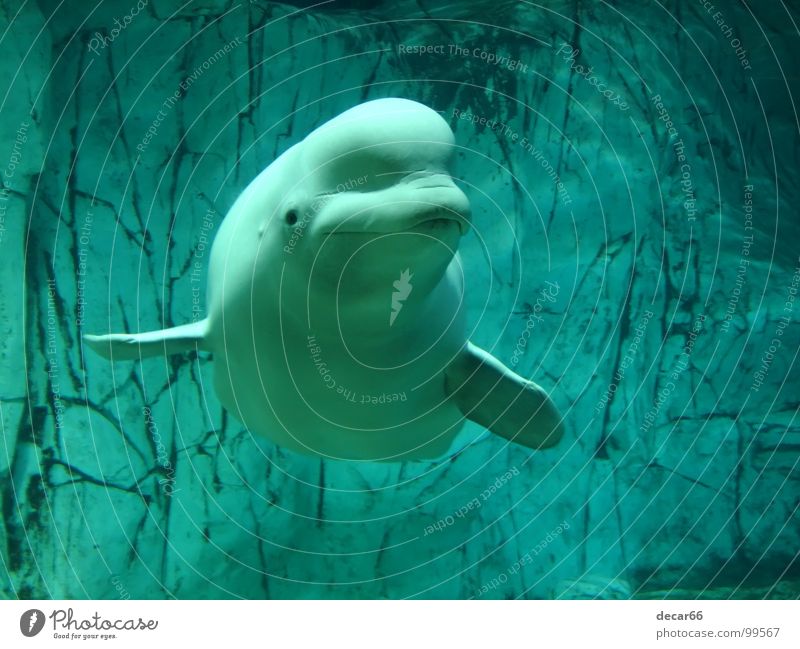 Beluga whale Farbfoto Gedeckte Farben Unterwasseraufnahme Menschenleer Dämmerung Tierporträt Blick Aquarium blau authentisch Erholung grinsen Säugetier fish sea