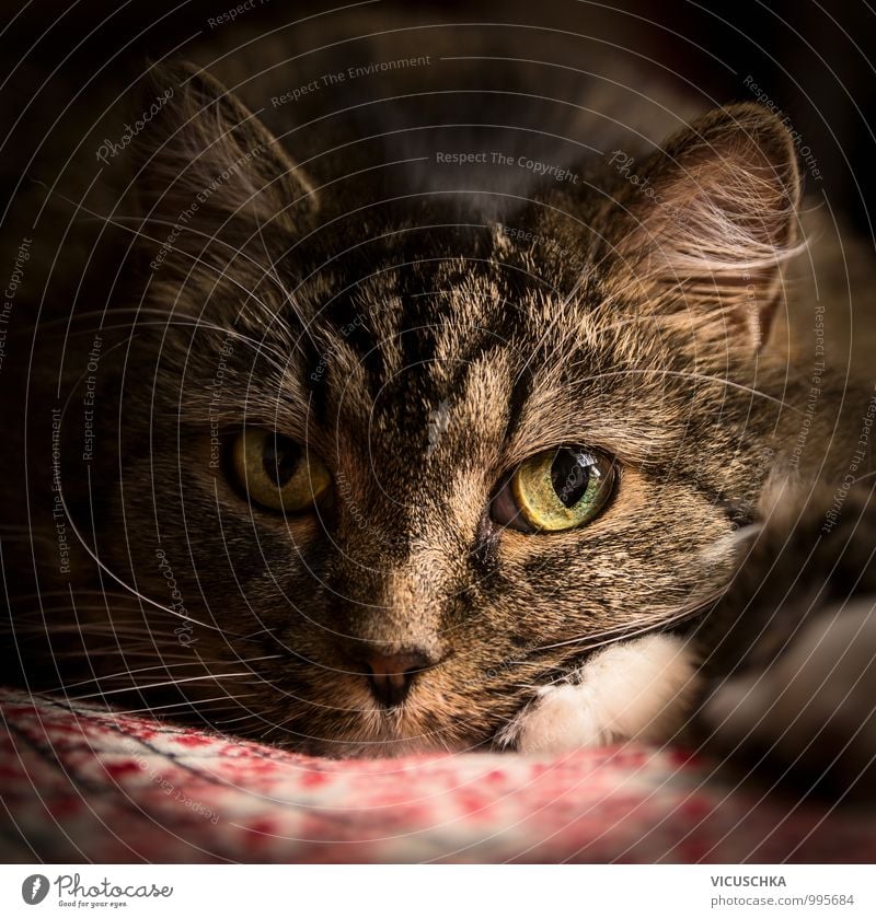 Nachdenklicher Kater , Porträt Stil Wohnung Natur Mauer Wand Tier Haustier Katze 1 dunkel weich Katzenkopf Auge gemütlich Nahaufnahme Tierporträt nachdenklich