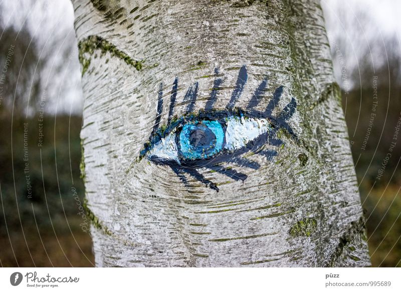 Holzauge sei wachsam schön Wimperntusche Auge Umwelt Natur Baum Zeichen Blick Neugier blau grau schwarz weiß ästhetisch Pupille Beautyfotografie Birke