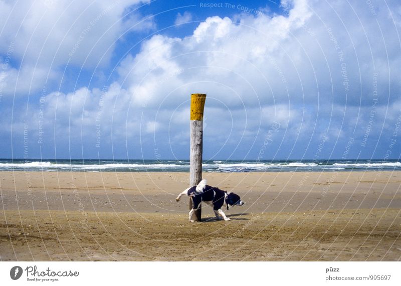 Kleiner Pisser Sommer Natur Landschaft Sand Schönes Wetter Küste Strand Nordsee Meer Tier Haustier Hund 1 Wasser lustig blau gelb weiß Beine Pinkler urinieren