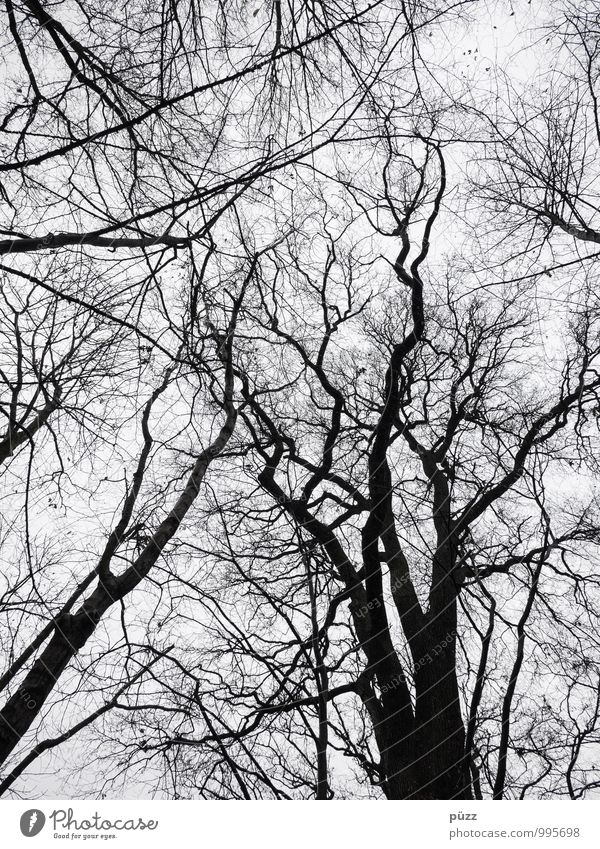 Struktur Umwelt Natur Landschaft Pflanze Himmel Winter Baum Park Wald Holz wandern gruselig natürlich oben trist grau schwarz weiß Trauer Ast Zweig Baumkrone