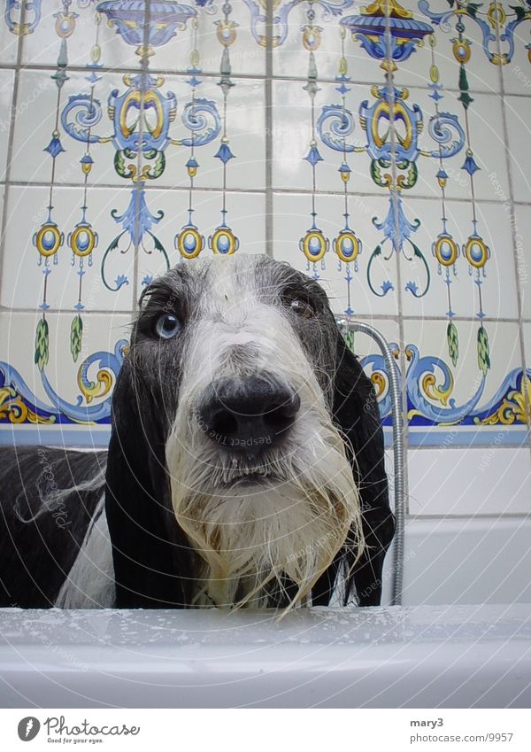 Nasser Hund Badewanne nass Auge Nase Blick