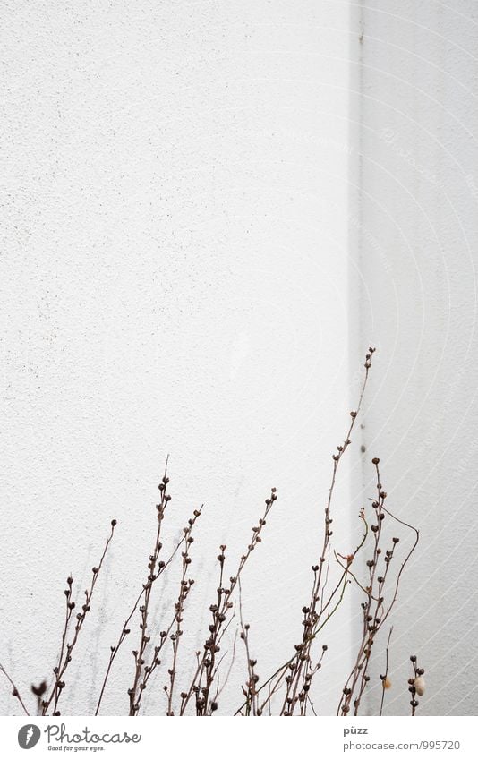 Emporkömmlinge Umwelt Natur Pflanze Sträucher Wildpflanze Menschenleer Mauer Wand Fassade Stein Beton trocken Stadt braun weiß Dürre Zweige u. Äste aufstrebend