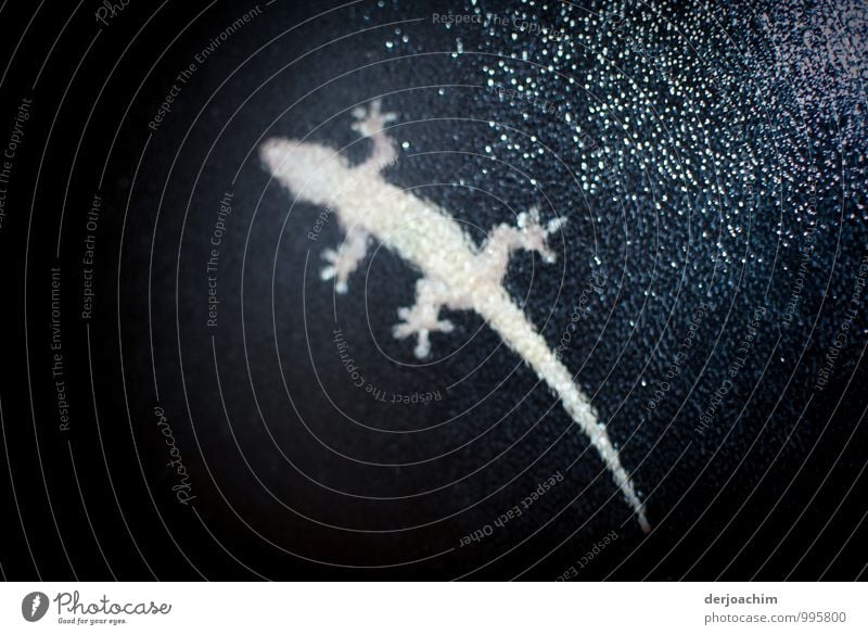 Auf der Lauer, Gecko auf der Nahrungsuche. Hinter der Badfenster Scheibe. Queensland / Australia   Es gibt ca. 1200 Arten Freude Leben Körper Sommer