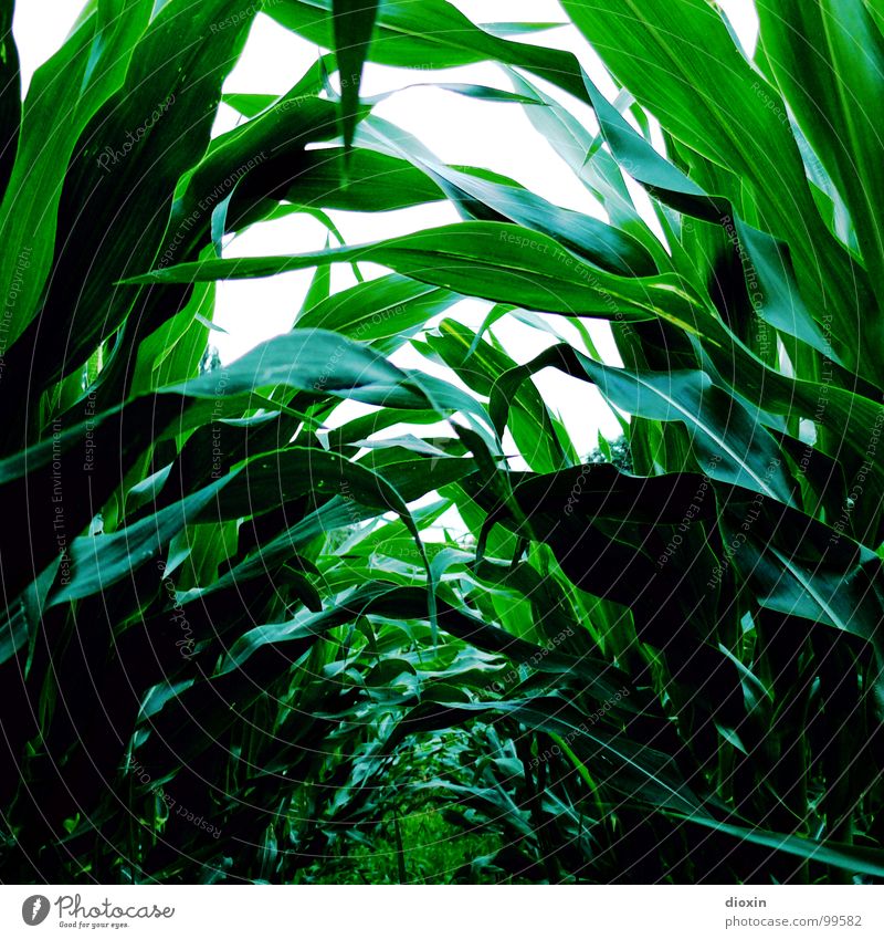Zea Mays Farbfoto Außenaufnahme Menschenleer Tag Starke Tiefenschärfe Froschperspektive Lebensmittel Getreide Ernährung Bioprodukte Gartenarbeit Umwelt Natur