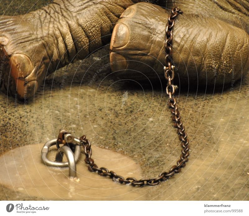 Freiheit Elefant gefangen Trauer Einsamkeit frei Tiergarten angekettet verhungern grau Wäsche Reinigen Schloss Schönbrunn Wien Zoo Afrika Verzweiflung Suche