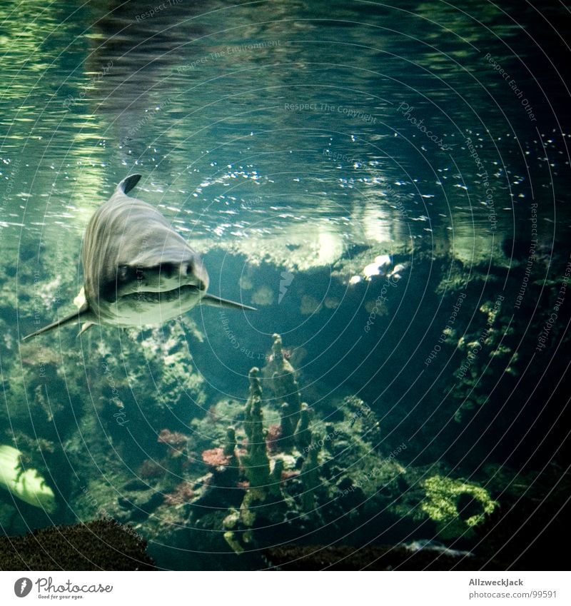 Linksträger Fressen Haifisch grau Aktion Fleischfresser gefährlich frontal böse Appetit & Hunger Aquarium gekrümmt groß Meer Meerwasser Meeresfrüchte Mahlzeit