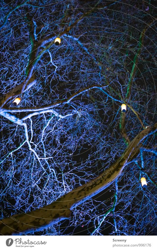Lampions Baum leuchten blau schwarz weiß Stimmung Beleuchtung Weihnachten & Advent Weihnachtsmarkt strahlend Ast spukhaft Farbfoto Außenaufnahme Menschenleer