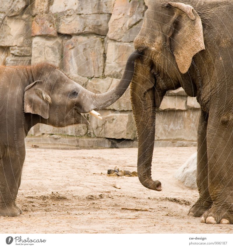 Asiatische Elefanten Elefantenhaut Elefantenohren Elefantenbaby Elefantentreffen Elefantenkuh Elefantenbulle Elefantenauge Elefantenherde Tier Wildtier