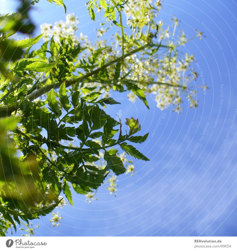 nach höherem streben Pflanze Blume Wachstum Blüte Wolken aufstrebend gedeihen strahlend Sommertag grün weiß frisch Beleuchtung Wiese Luft schön Himmel blau