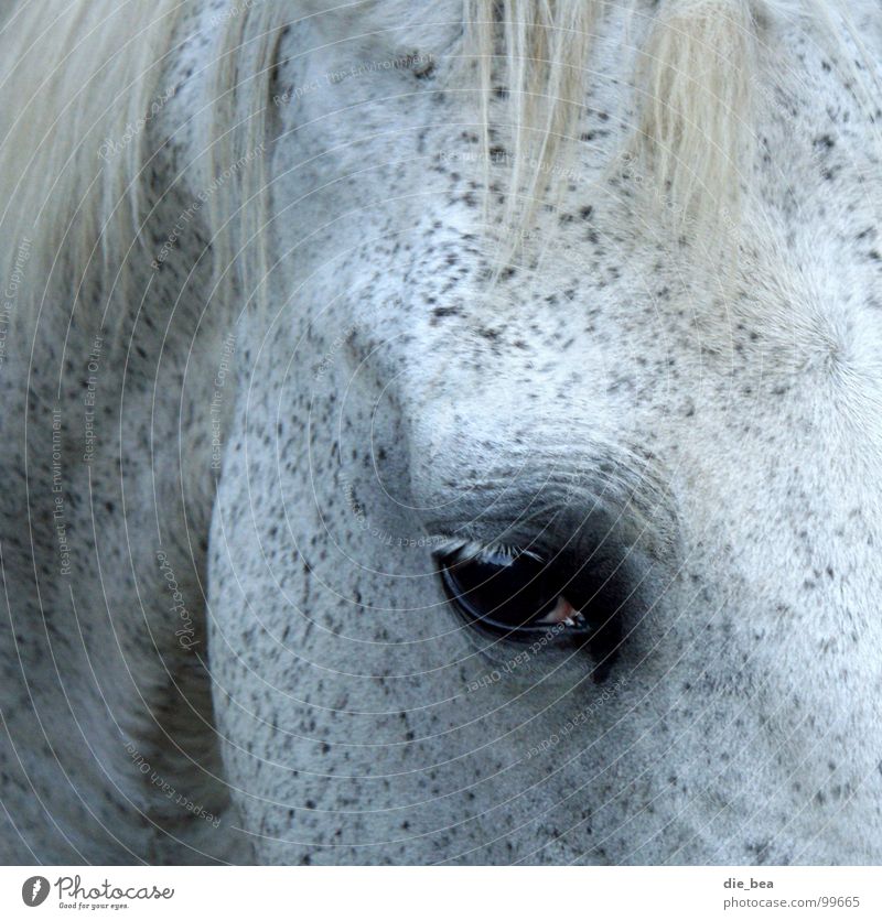 Mal sehen Pferd Mähne Wimpern Säugetier Schimmelpilze Auge Schwarzweißfoto scheckig Falte