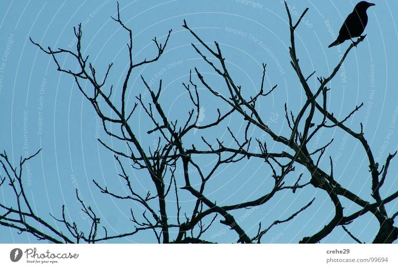 crehe3 Sträucher Baum Krähe blau-grün Aussicht schwarz Desaster Vogel Rabenvögel Märchen crow krehe Zweig Ast Himmel