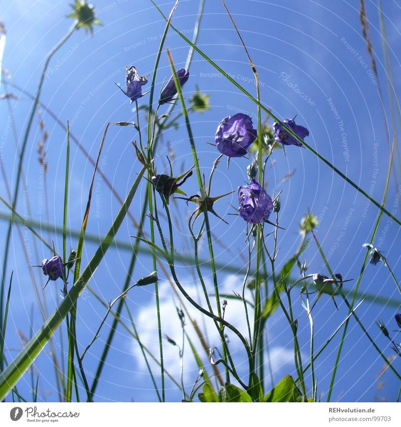 in der wiese Wiese Blume Glockenblume Halm Gras Stengel Wolken Froschperspektive Aussicht streben Wachstum grün Pflanze Insekt Sommer Sommertag Ausflug Blüte