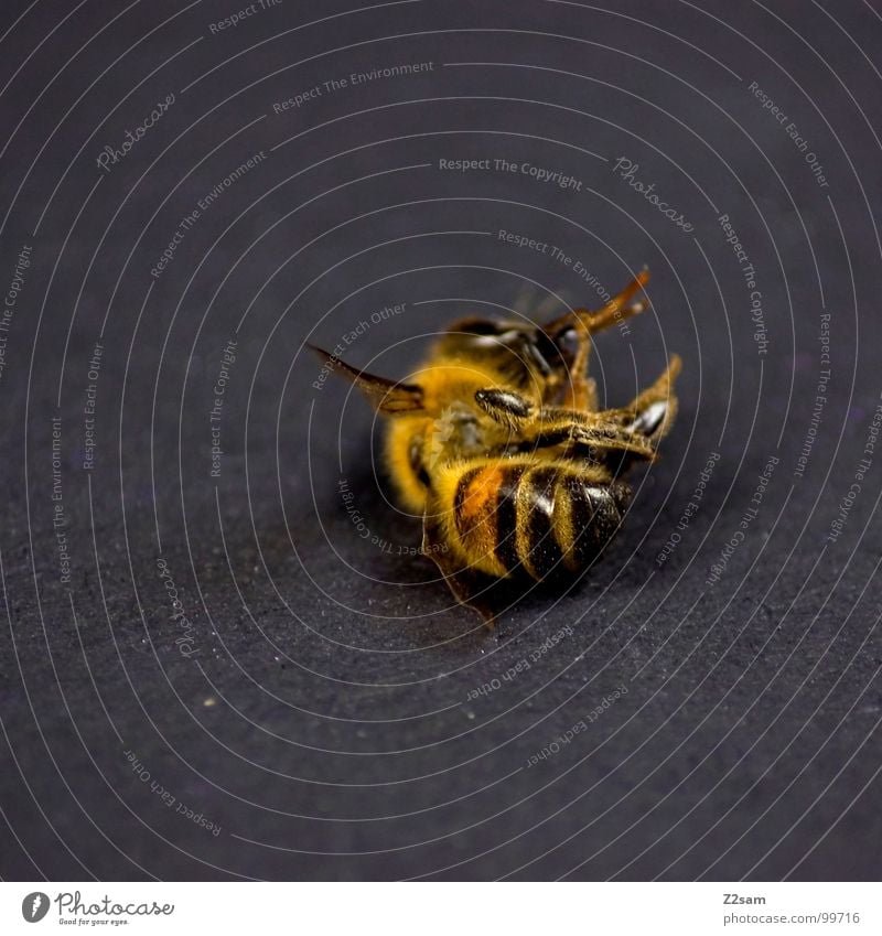müde? Biene Insekt stechen Wespen Beine schwarz Unschärfe gelb gestreift Schwanz auf dem Rücken Tod Müdigkeit fliegen Flügel Makroaufnahme Hinterteil Auge