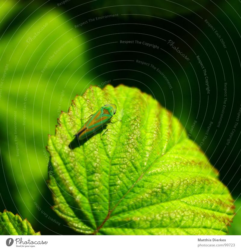 TARNUNG Insekt Pflanze Blatt Sommer Tarnung Tarnfarbe grün rot knallig Unschärfe Sonnenbad Feindschaft Aufenthalt Pause Zikade Heuschrecke getarnt knallen
