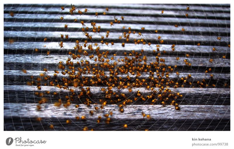 geburt Leben Geburtstag Tier Spinne Tiergruppe Holz Netz entdecken gehen viele gelb schwarz Vertrauen Schutz Sorge aufwachen Nest Warnfarbe Warnung mehrere