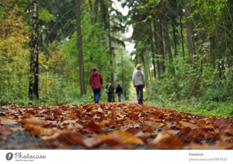 Herbstspaziergang Mensch Familie & Verwandtschaft Leben 4 Umwelt Natur Landschaft Pflanze Erde Baum Blatt Wald natürlich Spaziergang herbstlich Herbstlaub