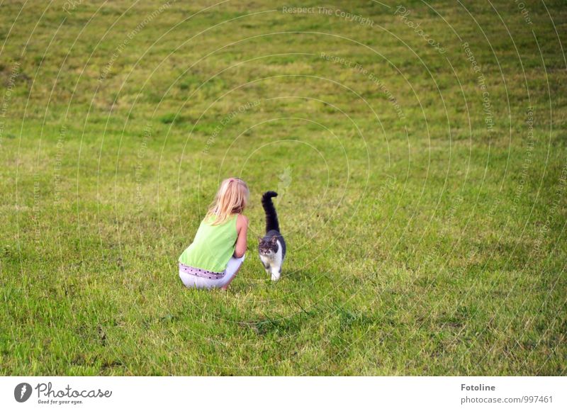 Komm schmusen! Mensch feminin Kind Mädchen Kindheit Umwelt Natur Landschaft Pflanze Tier Sommer Schönes Wetter Gras Wiese Haustier Katze Fell 1 natürlich grün