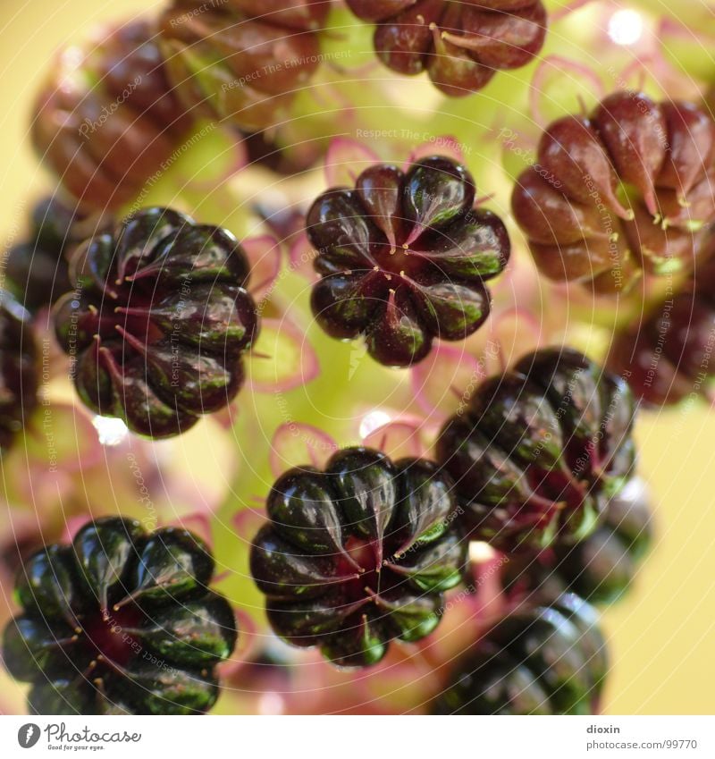 Phytolacca Umwelt Natur Pflanze Blüte Wildpflanze glänzend violett rot Bedecktsamer Kermesbeere Triterpensaponine Nelkenartige Farbfoto Nahaufnahme