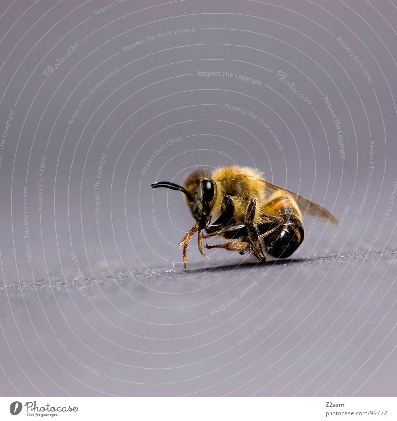morgengymnastik Biene Insekt stechen Wespen Beine schwarz Unschärfe gelb gestreift Schwanz auf dem Rücken Tod Müdigkeit fliegen Flügel Makroaufnahme Hinterteil