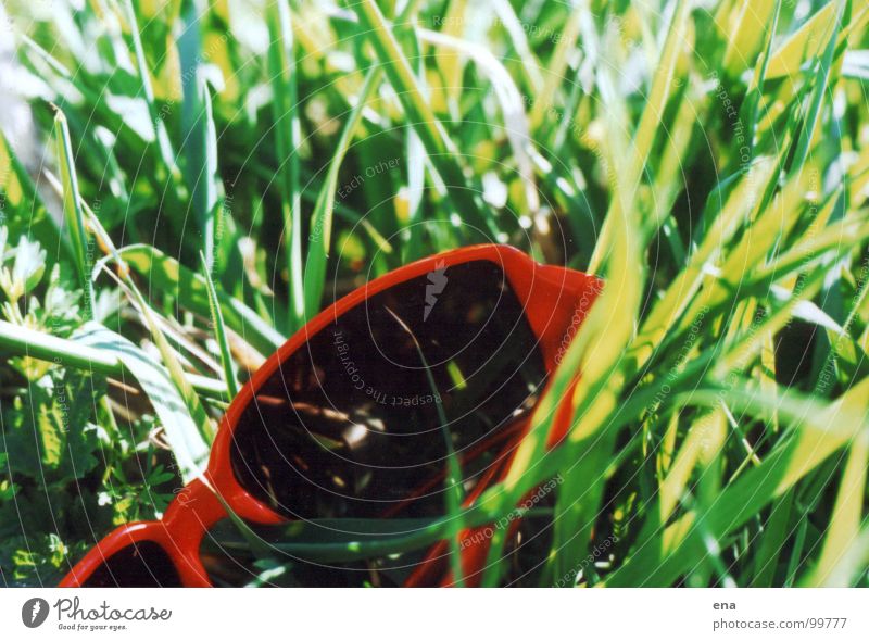 brillengras Gras grün Brille Sonnenbrille Sommer abgeworfen saftig Froschperspektive Frühling liegen Elbe Elbwiese grün-rot-kontrast Natur naturstruktur