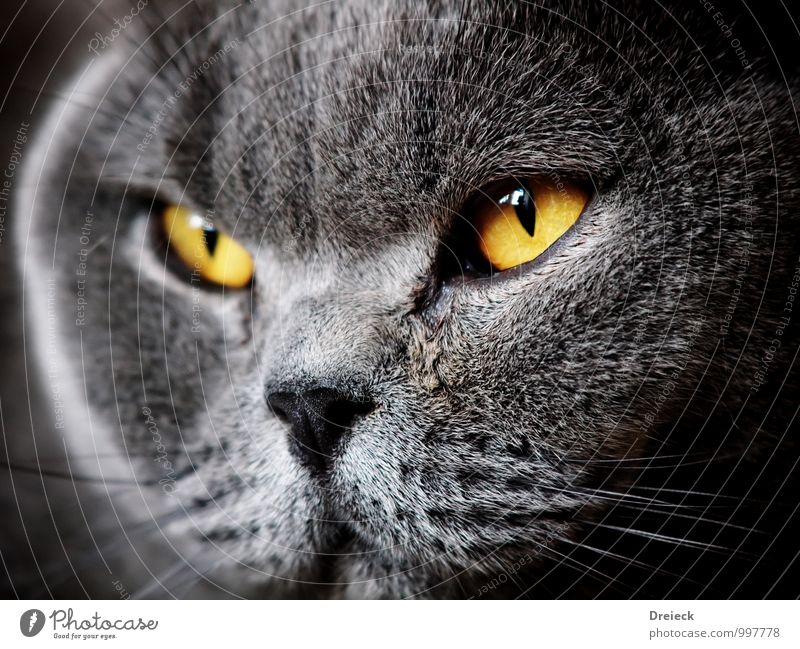 Dickkopf Tier Haustier Katze Tiergesicht Fell 1 Blick gelb gold grau Farbfoto Schwache Tiefenschärfe Tierporträt Blick nach vorn