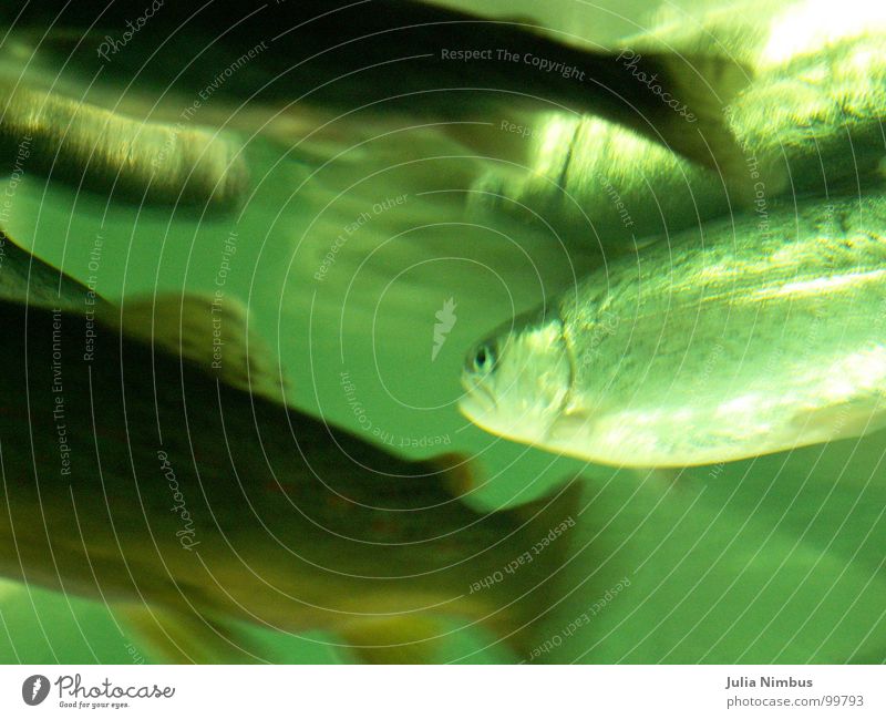 Forellen Regenbogenforelle Bachforelle Unterwasseraufnahme Aquarium Fischschwarm Umwelt See glänzend Strukturen & Formen grün Natur Mensch und Tier tief Wasser