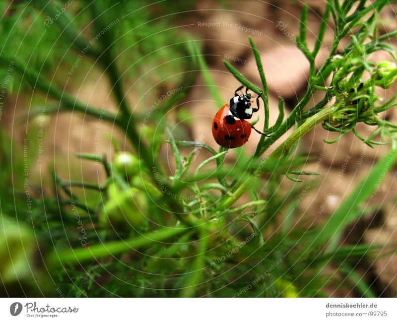 Marienkäfer im Mai Insekt Fühler krabbeln hängen rot klein niedlich Käfer grün Feld braun Sträucher Pflanze Blume Frühling Sommer Tier Außenaufnahme Nahaufnahme