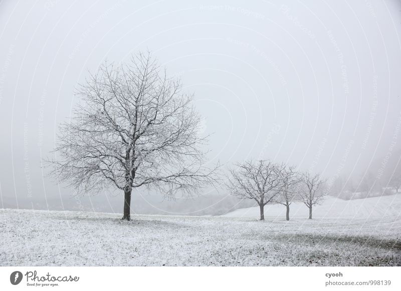grau in grau Landschaft Winter schlechtes Wetter Schnee Schneefall Baum Wiese dunkel kalt trist schwarz weiß Traurigkeit Einsamkeit Natur ruhig stagnierend