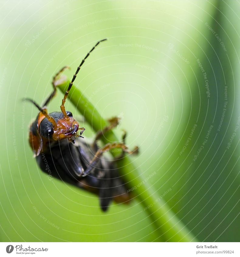Schau, so geht das! Insekt Wiese Halm grün Körperhaltung Käfer Blick Rasen