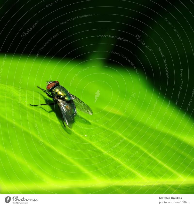 QUATSCH, SO GEHT DAS! Blatt grün Reinigen Pause Sonnenbad Sommer Frühjahrsputz Sonnenbrille Insekt Tier Abheben Geschirrspülen Wespen Biene Bienenstock Vieh