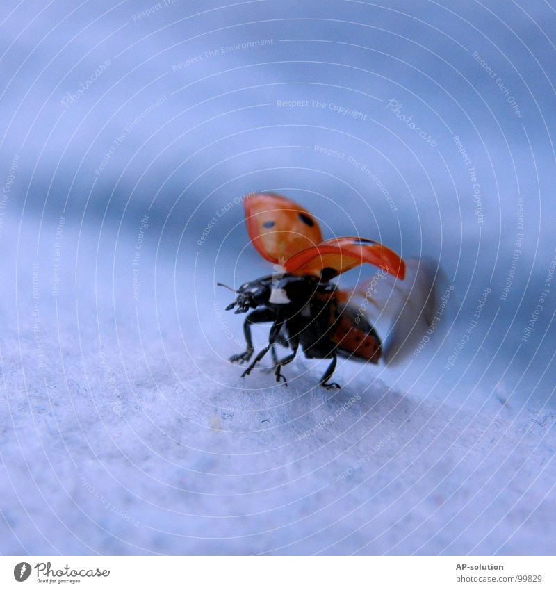 Marienkäfer beim Durchstarten Glück Erfolg Natur Tier Gras Käfer Flügel Bewegung fliegen krabbeln laufen klein Geschwindigkeit blau rot schwarz Beginn Insekt
