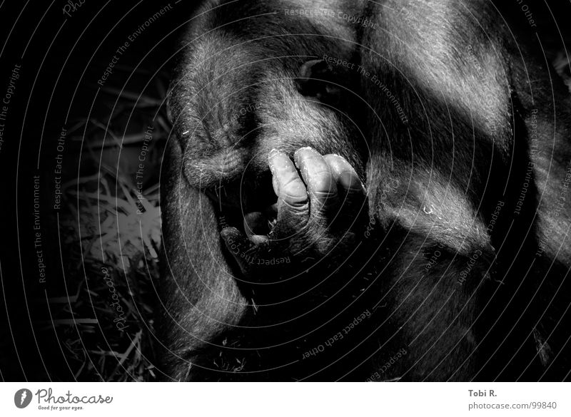 Mensch Affe Gorilla Affen Menschenaffen Tier Säugetier Natur Zoo gefangen Trauer Einsamkeit Gefühle Verbindung Fell Hand Finger schwarz weiß Low Key Licht grau