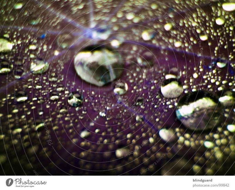 Purple Rain nass frisch glänzend nah Regen blitzen Gewitterregen groß klein Makroaufnahme liquide Nahaufnahme Herbst Wasser Reflexion & Spiegelung