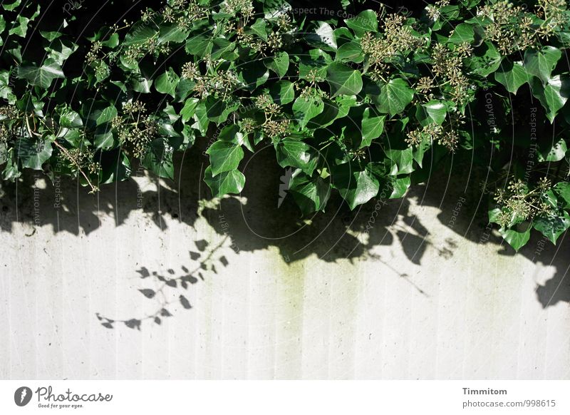 Wandbehang. Natur Pflanze Efeu Beton Wachstum einfach natürlich grün schwarz ästhetisch Mauer Schatten Farbfoto Menschenleer Textfreiraum unten Tag Licht