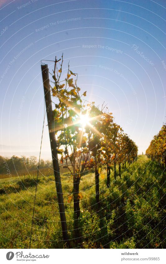 Von der Sonne verwöhnt Wein Kaiserstuhl Herbst grün Alkohol Ihringen blau