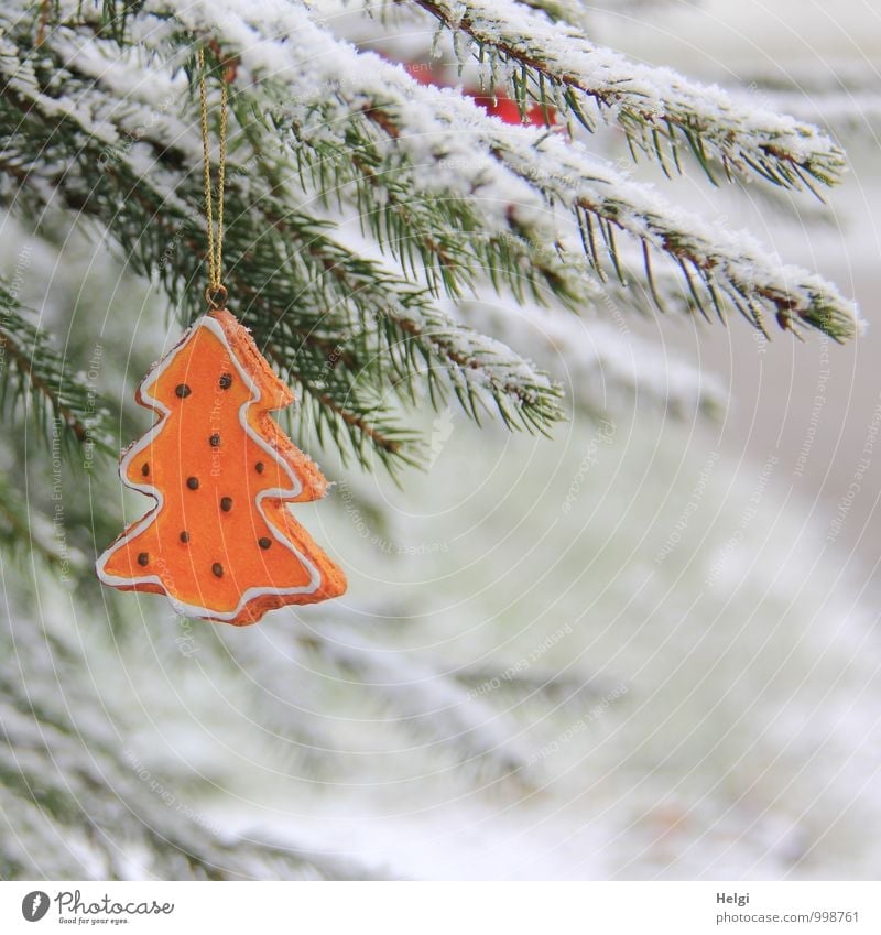 Weihnachtsbaum im Schnee... Weihnachten & Advent Umwelt Natur Pflanze Winter Baum Wildpflanze Fichte Zweig Tannennadel Wiese Dekoration & Verzierung Zeichen
