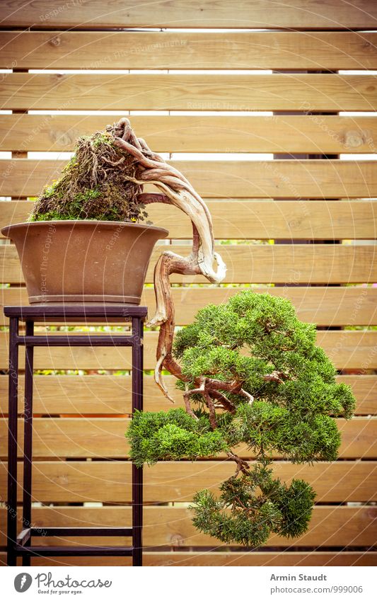 BONSAI! Design exotisch Kultur Natur Pflanze Baum alt Wachstum ästhetisch außergewöhnlich natürlich braun grün Gefühle Leidenschaft geduldig Senior anstrengen