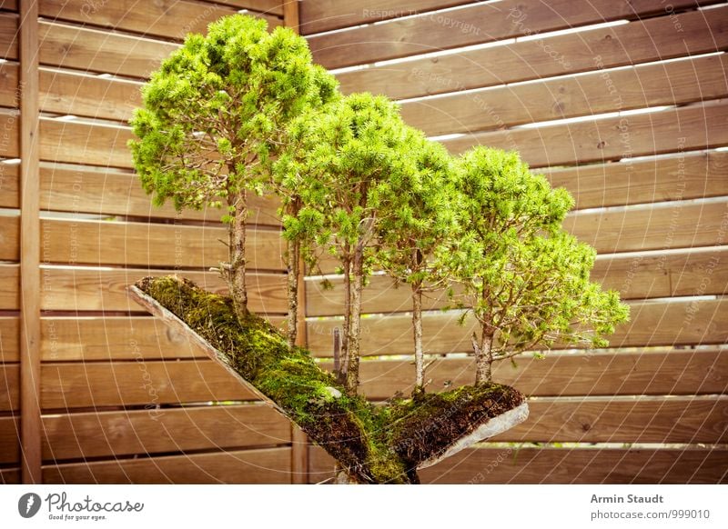 BONSAI! Natur Pflanze Baum Bonsai Baumstumpf Wachstum alt ästhetisch außergewöhnlich exotisch natürlich schön braun grün Gefühle Leidenschaft geduldig