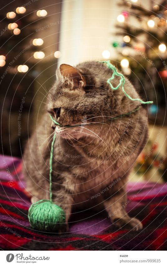 Oh, Faden verloren ... Freizeit & Hobby Spielen Feste & Feiern Weihnachten & Advent Tier Haustier Katze 1 niedlich Stimmung Freude Zufriedenheit Vorfreude