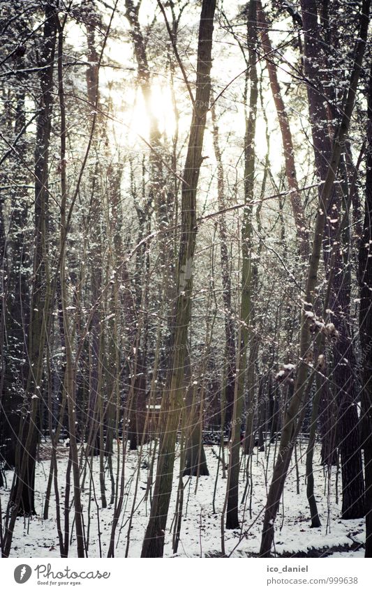Winterwald III Umwelt Natur Pflanze Schönes Wetter Eis Frost Schnee Schneefall Baum Wald Romantik schön ruhig Stil Gedeckte Farben Außenaufnahme Menschenleer